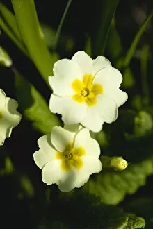 Common Primrose Gallery: Primula vulgaris, Primrose