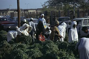 QATAR, Doha Leaf vegetables for sale at the Souk or market QATAR, Doha Leaf vegetables for sale at the Souk or market