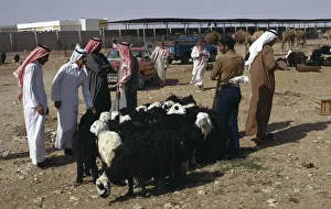 QATAR, Doha Men buying and selling sheep in the Souk or market QATAR, Doha Men buying and selling sheep in the Souk or market