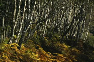 Scotland, Highlands, Glen Spean, Trees and bracken Scotland, Highlands, Glen Spean, Trees and bracken