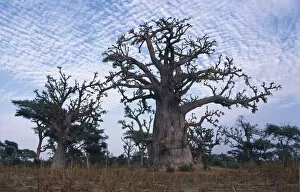 Related Images Gallery: SENEGAL, Landscape Baobab trees in parched ground