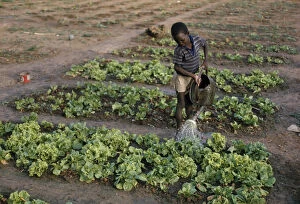 Senegal Young boy watering lettuce on vegetable patch