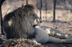 Images Dated 22nd September 2008: South Africa, Waterberg Reserve Male Lion lying in dappled shade