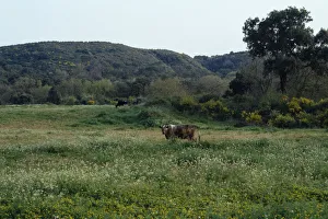 SPAIN, Andalucia Cattle grazing in flower filled meadow SPAIN, Andalucia Cattle grazing in flower filled meadow