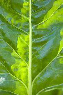 Images Dated 14th July 2014: Spinach, Spinacia oleracea, close-up detail of a green vegetable leaf