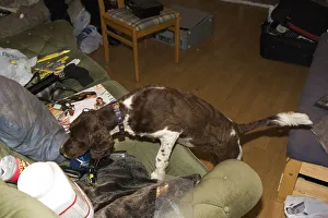 Springer Spaniel sniffer dog used in search of residential home during drugs bust Springer Spaniel sniffer dog used in search of residential home during drugs bust