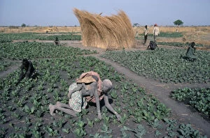 Sudan, Agriculture, Farming Dinka tending tabacco crop