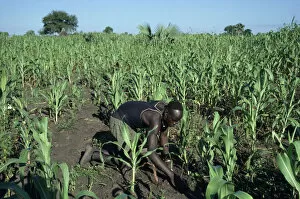 Sudan Dinka man tending maize and other crops