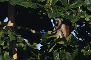 TANZANIA, Zanzibar Red Colobus monkey (Piliocolobus kirkii) in tree TANZANIA, Zanzibar Red Colobus monkey (Piliocolobus kirkii) in tree