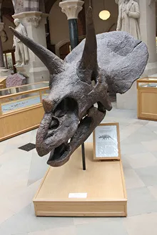 Triceratops Horridus cast from the Natural History Museum Triceratops Horridus cast from the Natural History Museum