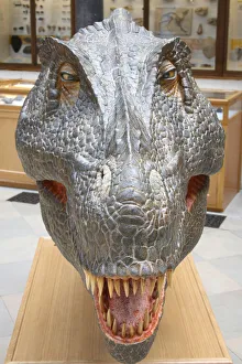 Tyrannosaurus Rex at the Natural History Museum Tyrannosaurus Rex at the Natural History Museum