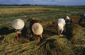 Vietnam, Hoi An, Field workers wearing straw hats harvesting rice bundles Vietnam, Hoi An, Field workers wearing straw hats harvesting rice bundles