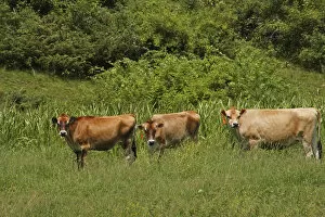 Walpole New Hampshire USA cow cows pasture