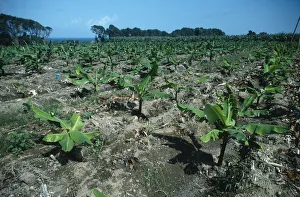 West Indies, Martinique, General, Rows of young banana plants West Indies, Martinique, General, Rows of young banana plants
