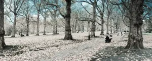 Prints of UK, England, London, Green Park, Autumn Poster Prints: Green Park Autumn Panoramic Print