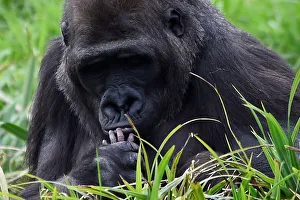 A 10-day old baby western lowland gorilla in Dublin Zoo is seen held by its mother A 10-day old baby western lowland gorilla in Dublin Zoo is seen held by its mother