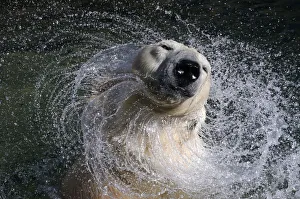 27 year old white polar bear Uslada shakes off water in her pool at the Leningrad Zoo in 27 year old white polar bear Uslada shakes off water in her pool at the Leningrad Zoo in