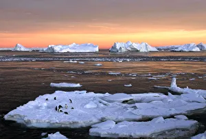 Adelie penguins stand atop ice near the French station at Dumont dUrville in Eas Adelie penguins stand atop ice near the French station at Dumont dUrville in Eas