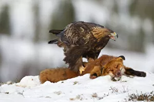 Images Dated 1st February 2012: Adult golden eagle feeds on red fox in region of Flatanger in north-western Norway
