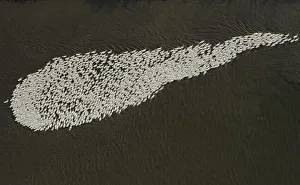 Aerial view of a flock of geese swimming in a branch of Yangtze river in Dongtu county Aerial view of a flock of geese swimming in a branch of Yangtze river in Dongtu county