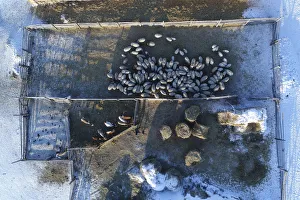 An aerial view shows the cattle at the nomad camp of farmer Tanzurun Darisyu near Kyzyl An aerial view shows the cattle at the nomad camp of farmer Tanzurun Darisyu near Kyzyl