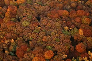 Images Dated 31st October 2015: An aerial view shows a deciduous forest on a sunny autumn day in Recklinghausen