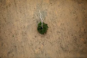 An aerial view shows a deforested plot of the Amazon near Porto Velho An aerial view shows a deforested plot of the Amazon near Porto Velho