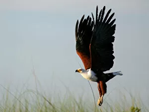 Images Dated 26th March 2005: African fish eagle flies in Okavango, Botswana