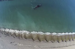 An albino Southern Right whale swims in the waters of the Atlantic Sea An albino Southern Right whale swims in the waters of the Atlantic Sea