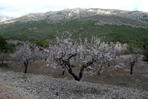 Almond trees in flower to be grinded down are shown in a quarantine area around a tree Almond trees in flower to be grinded down are shown in a quarantine area around a tree