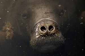 An Amazonian manatee which is in rehabilitation after sustaining injuries from hunting An Amazonian manatee which is in rehabilitation after sustaining injuries from hunting