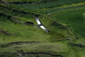 Images Dated 31st January 2011: An Andean condor flies over the Colca canyon at the Colca valley in Arequipa