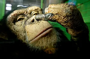 Anfisa, a 12-year-old female chimpanzee, picks its nose at the Royev Ruchey Zoo in Anfisa, a 12-year-old female chimpanzee, picks its nose at the Royev Ruchey Zoo in