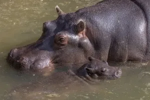Prints of A baby hippo born on August 13 swims in a pond next to its mother Julka in their enclosure at Belgrades Zoo, Serbia, September 9, 2021. REUTERS/Marko Djurica - RC28MP9GDV3S Serbia Prints: Print of a baby hippo swimming next to its mother in the Belgrade Zoo