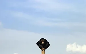 An ape sits on a pole at a sanctuary outside Madrid An ape sits on a pole at a sanctuary outside Madrid
