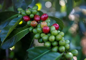 Indonesia Gallery: Arabica coffee cherries are seen on tree at a plantation near Pangalengan, West Java