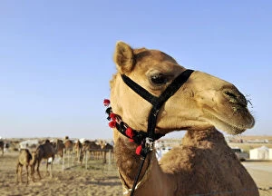 Images Dated 8th February 2010: An Asayel camel looks on during the Mazayin Dhafra Camel Festival in Al Gharbia