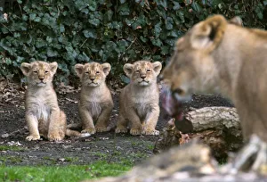 Three Asian lion cubs stand next to their mother Lorena while being presented to the Three Asian lion cubs stand next to their mother Lorena while being presented to the