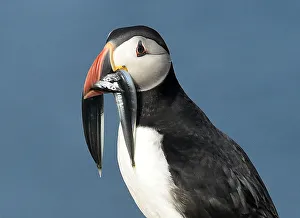 An Atlantic Puffin carries sand eels in its bill on the island of Skomer, Pembrokeshire An Atlantic Puffin carries sand eels in its bill on the island of Skomer, Pembrokeshire