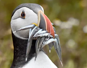 An Atlantic Puffin holds a mouthful of sand eels on the island of Skomer, off the An Atlantic Puffin holds a mouthful of sand eels on the island of Skomer, off the