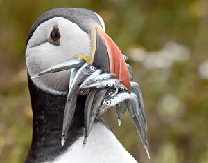 Sand Eel Gallery: An Atlantic Puffin holds a mouthful of sand eels on the island of Skomer, off the