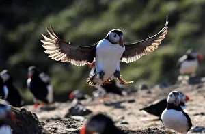 An Atlantic Puffin lands at The Wick on the island of Skomer An Atlantic Puffin lands at The Wick on the island of Skomer