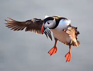 An Atlantic Puffin with sand eels in its bill flies to its burrow on the island of Skomer An Atlantic Puffin with sand eels in its bill flies to its burrow on the island of Skomer