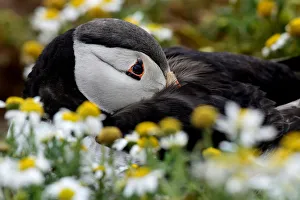 An Atlantic Puffin is seen among the daisies on Skomer Island An Atlantic Puffin is seen among the daisies on Skomer Island