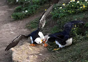 Two Atlantic Puffins fight on the island of Skomer, Pembrokeshire, Wales Two Atlantic Puffins fight on the island of Skomer, Pembrokeshire, Wales