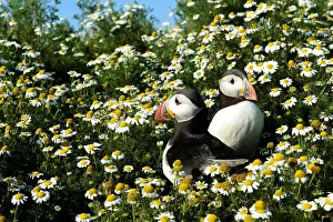Atlantic Puffins are seen among the daisies on Skomer Island Atlantic Puffins are seen among the daisies on Skomer Island