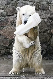 Images Dated 16th April 2012: Aurora plays with a plastic flask at the Royev Ruchey Zoo in Krasnoyarsk