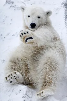 Aurora, a ten-month-old female polar bear, lies in the snow at the Royev Ruchey Zoo in Aurora, a ten-month-old female polar bear, lies in the snow at the Royev Ruchey Zoo in