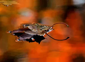 Seasons Gallery: An autumn leaf drifts in a pond in one of the citys many parks in St. Petersburg
