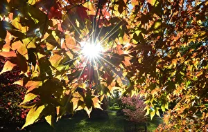 The autumn sun shines through leaves in the Japanese Maple collection at the Westonbirt The autumn sun shines through leaves in the Japanese Maple collection at the Westonbirt